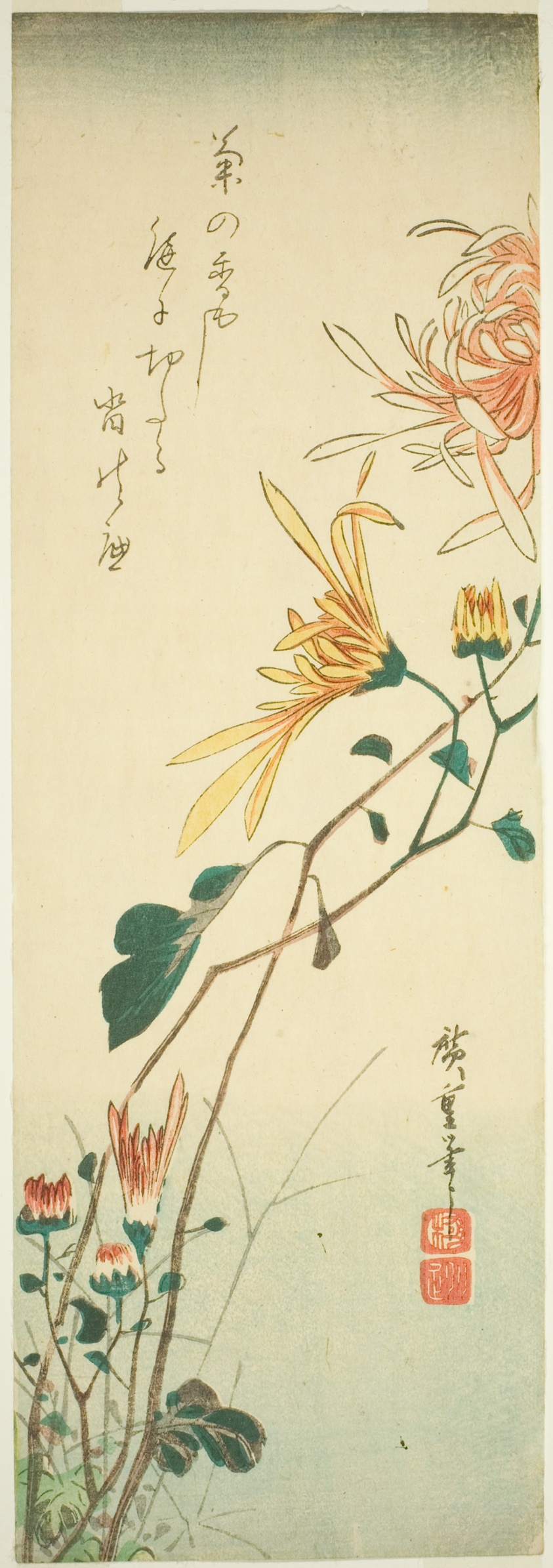 Chrysanthemums
