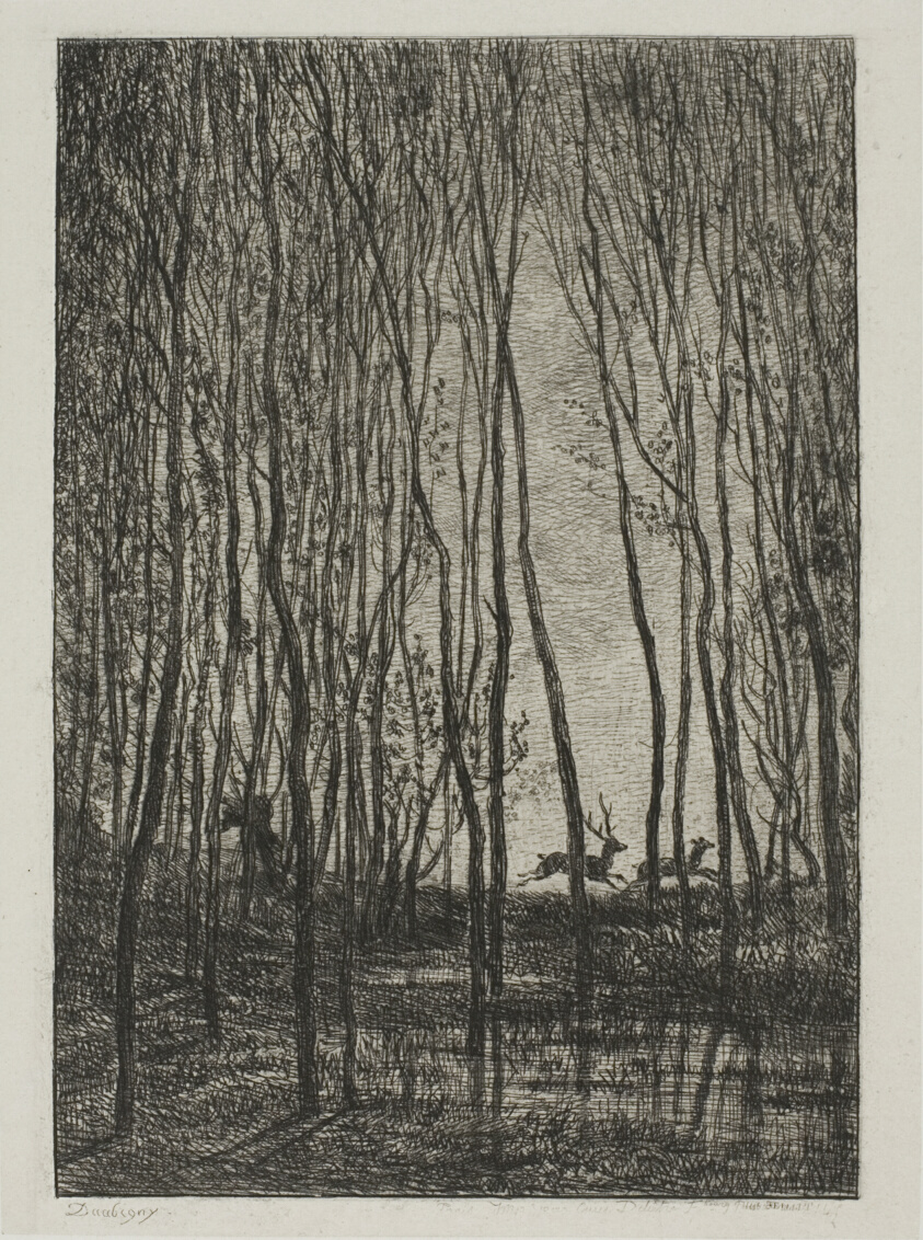 Stags in the Woods