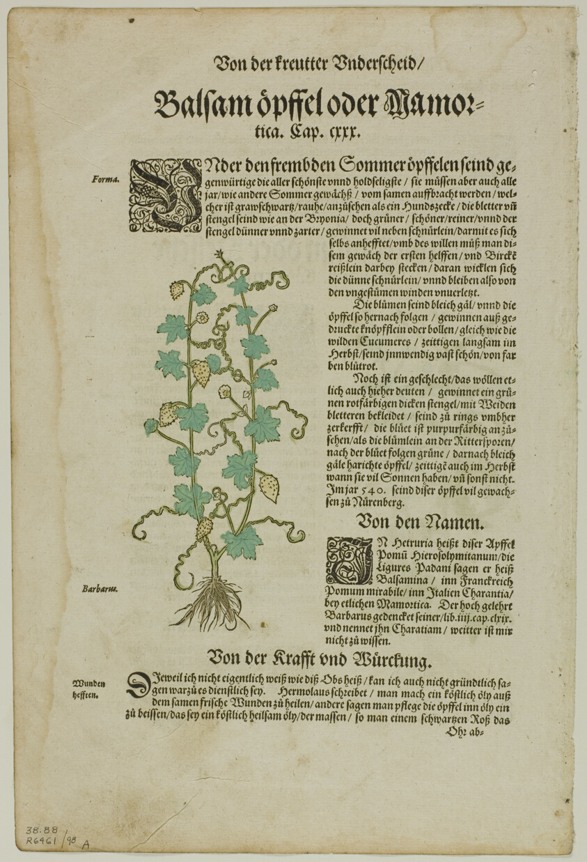 Leaf from New Kreuterbuch by Hieronymus Bock, plate 98 from Woodcuts from Books of the XVI Century