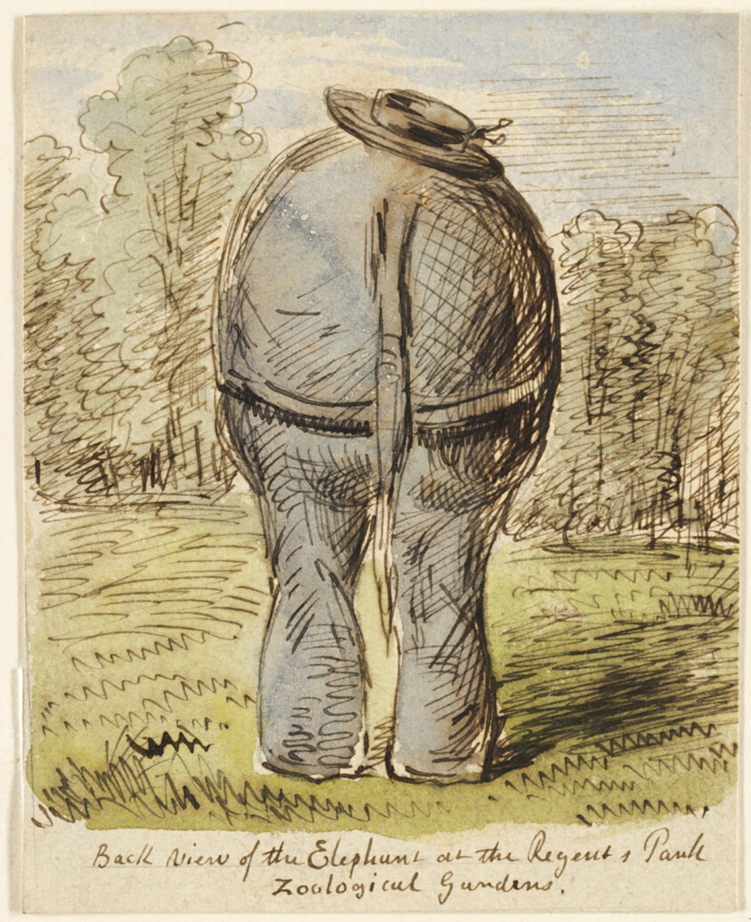 Back View of the Elephant at the Regent's Park Zoological