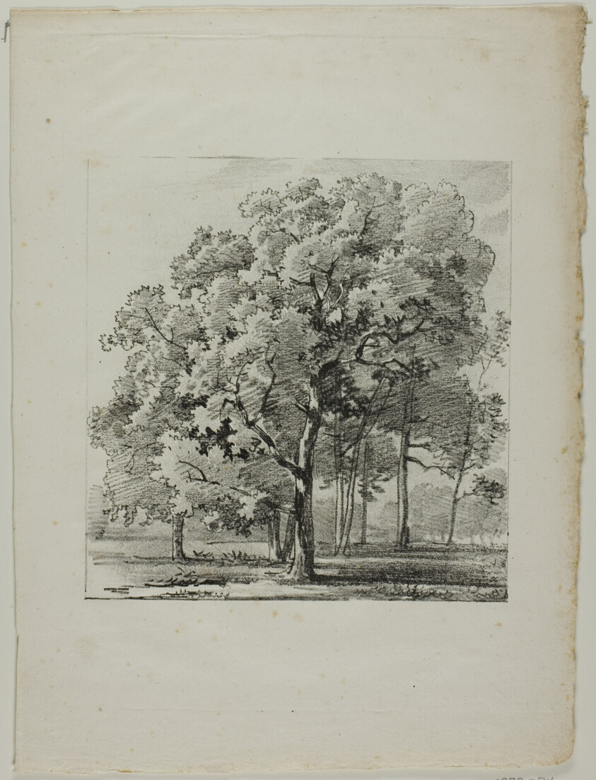 Study of Trees