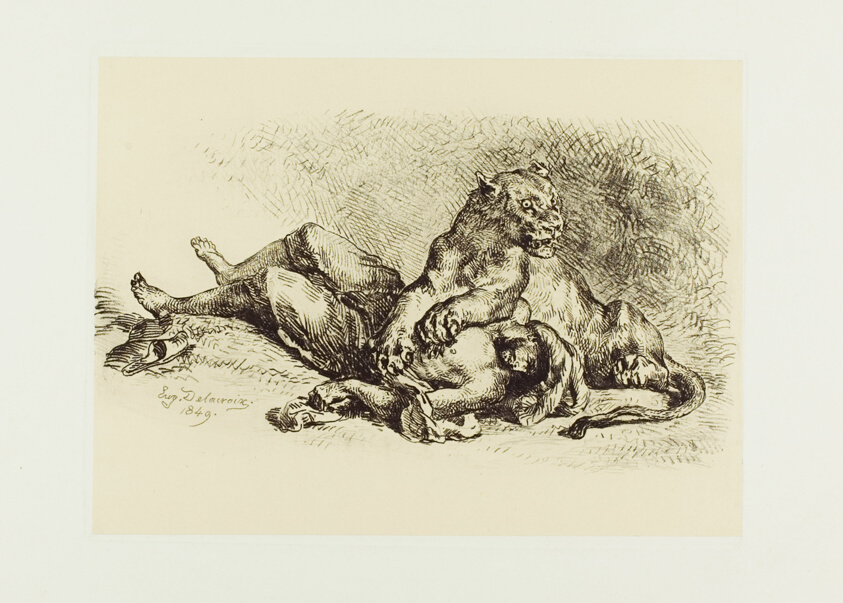 Lioness Tearing at the Chest of an Arab