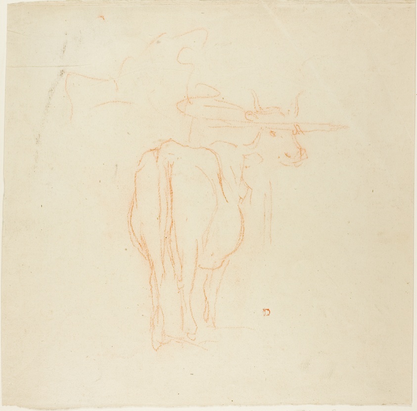 Standing Cattle