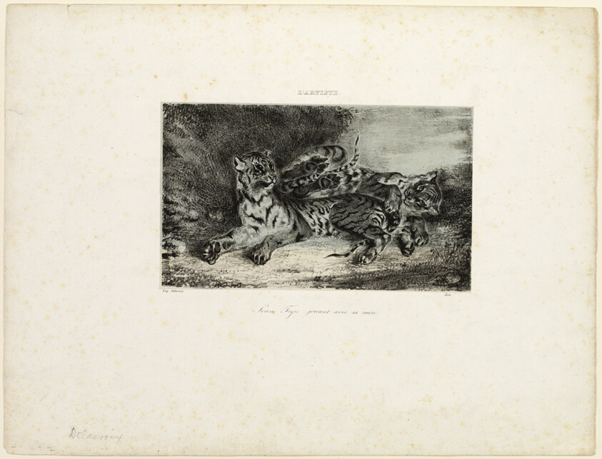 Young Tiger Playing with its Mother