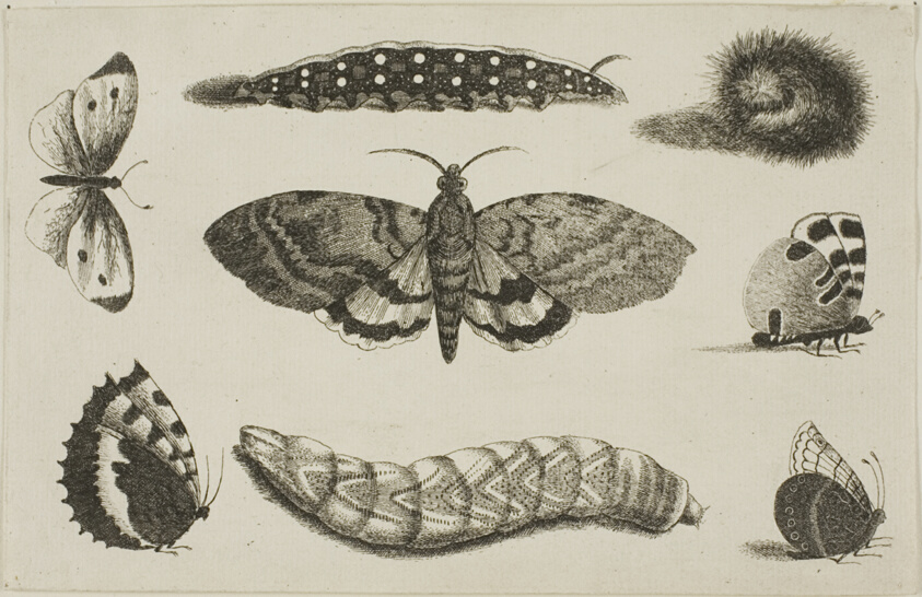 Three Caterpillars, a Moth, and Four Butterflies, from Diversae Insectorum...Figurae
