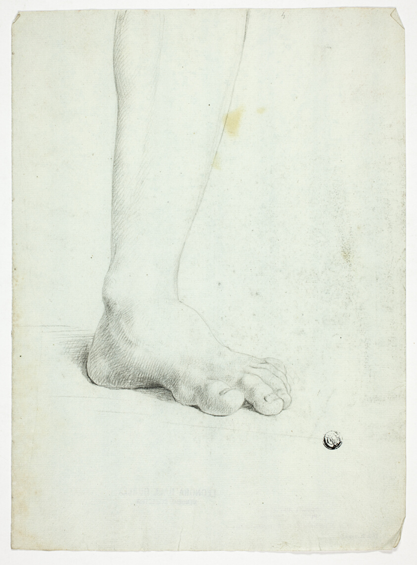 Study of a left foot