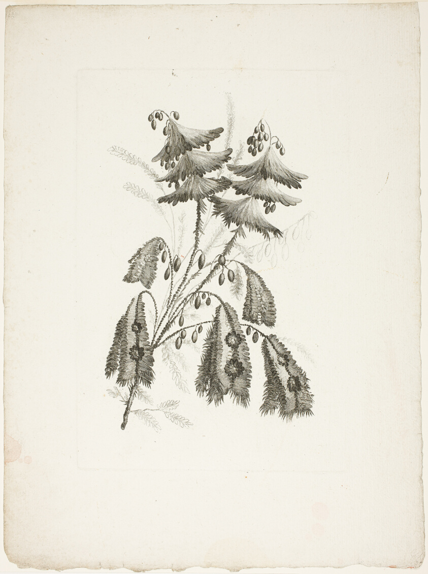 Bouquet, from Collection of New Flowers of Taste for the Manufacture of Persian Cloth, Invented and Drawn by Jean Pillement