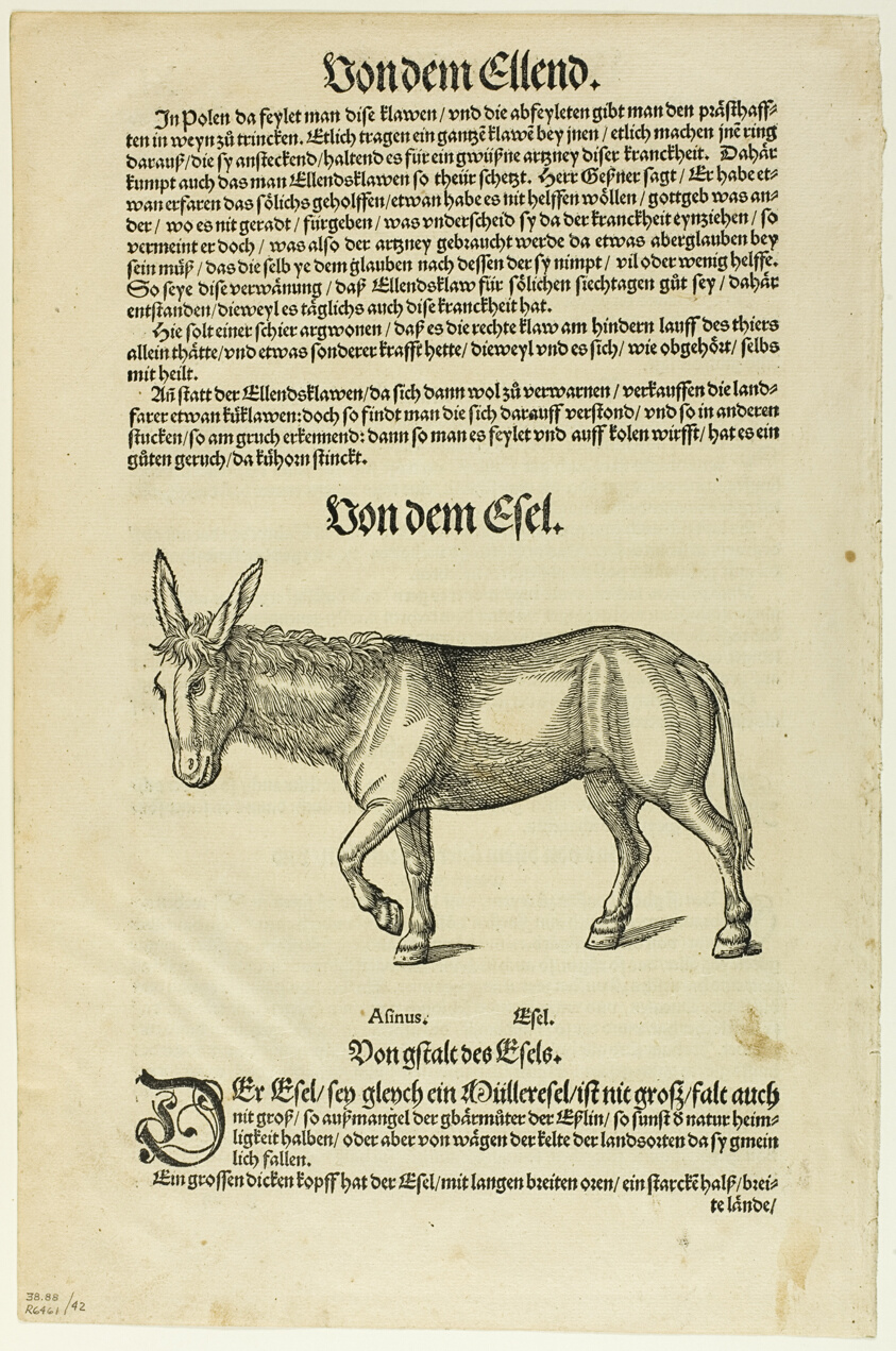 Illustration from "Thierbuch", plate 42 from Woodcuts from Books of the XVI Century