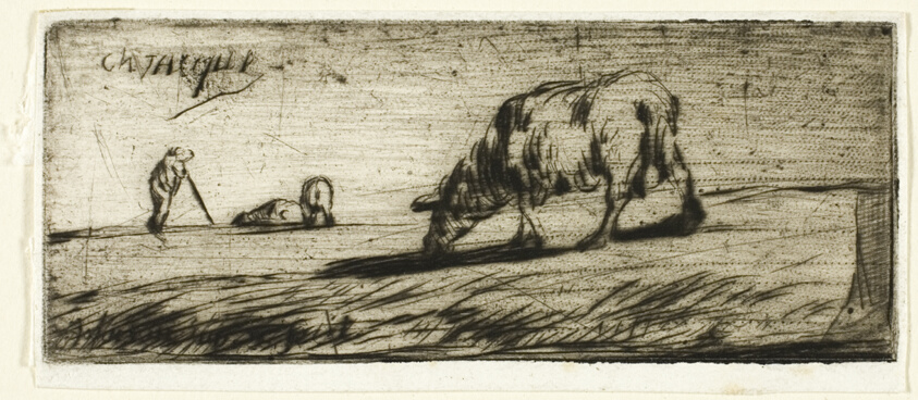 A Sheep Grazing