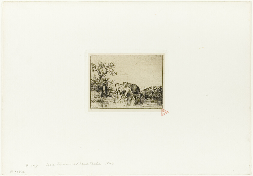 Woman Tending Two Cows