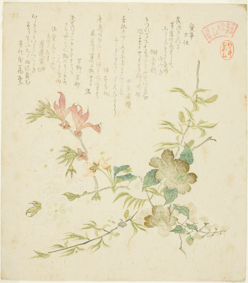 Various Spring Flowers, from the series "Springtime Plants and Trees for the Kasumi Poetry Circle of the Yomo Group (Yomogawa Kasumi-ren haru no kusaki no uchi)"