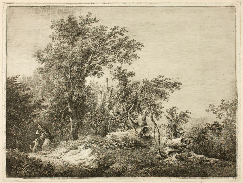 The Fallen Tree Trunk