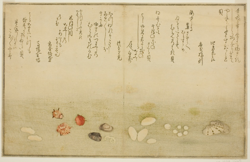 Sudare-gai, hana-gai, sakura-gai, mumeno-gai, nadeshiko-gai, and kinuta-gai, from the illustrated book "Gifts from the Ebb Tide (Shiohi no tsuto)"