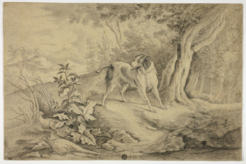 Hunting Dog in Woods