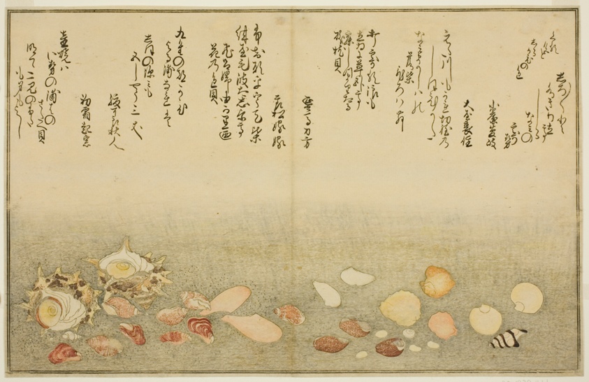 Shiro-gai, namima-gashiwa, makura-gai, iro-gai, aza-gai, sadae-gai, from the illustrated book "Gifts from the Ebb Tide (Shiohi no tsuto)"